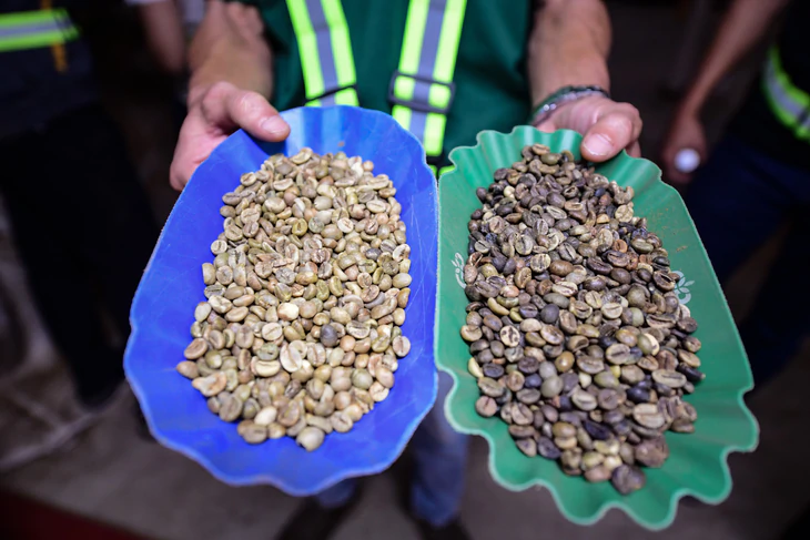 Dữ liệu vùng trồng cà phê: Để Robusta Việt chứng minh chất lượng, tính hợp pháp, giá trị bền vững trên trường quốc tế - Ảnh 8.