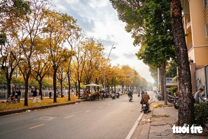 ‘Mùa thu TPHCM’: Con đường ngập lá vàng hút người trẻ đến chụp ảnh - Ảnh 4.
