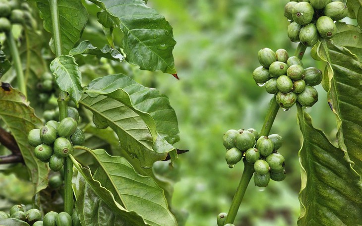 Robusta tuần qua: Sản lượng Robusta Brazil giảm 6,6% - Ảnh 2.