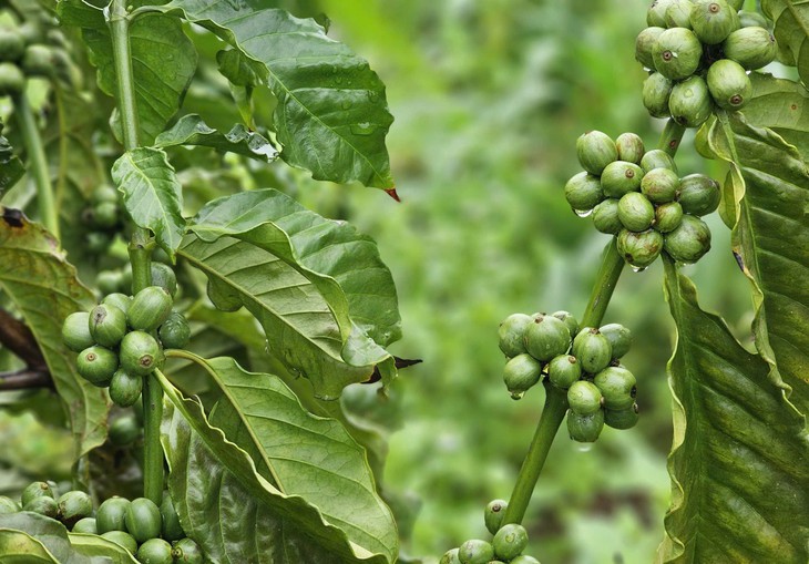 Giá cà phê rời mốc 95.000 đồng/kg, vụ mới có thể còn gây sức ép” - Ảnh 1.