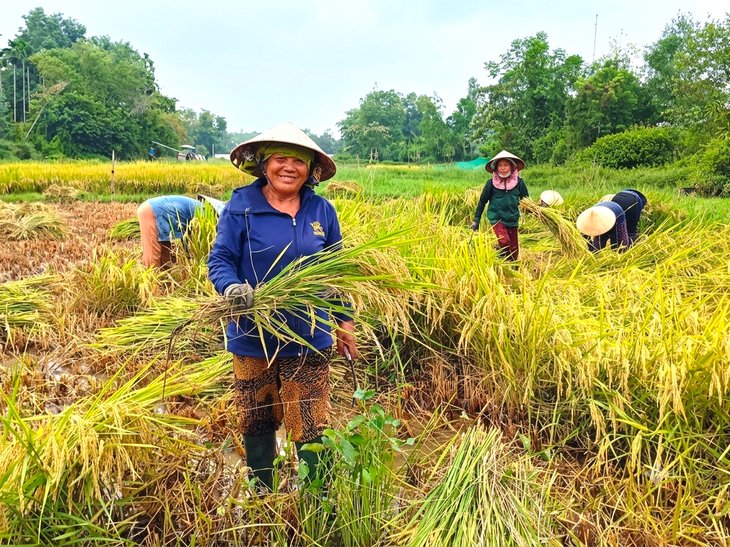 Phụ nữ Đà Nẵng ‘góp lửa yêu thương’ giúp dân gặt lúa chạy mưa - Ảnh 5.