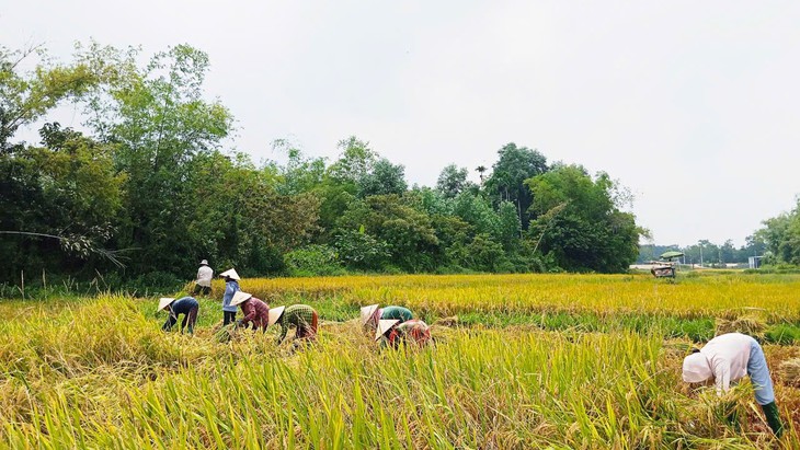 Phụ nữ Đà Nẵng ‘góp lửa yêu thương’ giúp dân gặt lúa chạy mưa - Ảnh 1.