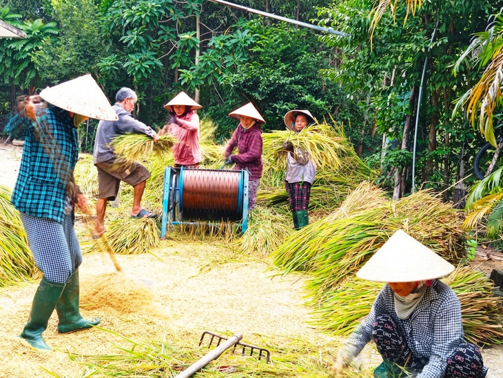 Phụ nữ Đà Nẵng ‘góp lửa yêu thương’ giúp dân gặt lúa chạy mưa - Ảnh 2.