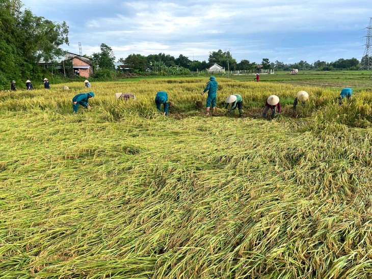 Phụ nữ Đà Nẵng ‘góp lửa yêu thương’ giúp dân gặt lúa chạy mưa - Ảnh 3.