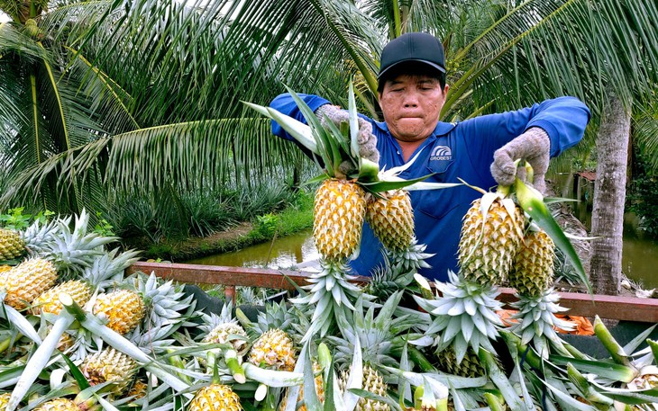Một phường ở Cần Thơ được chọn đặt khu công nghệ cao hơn 5.000 tỉ đồng - Ảnh 2.