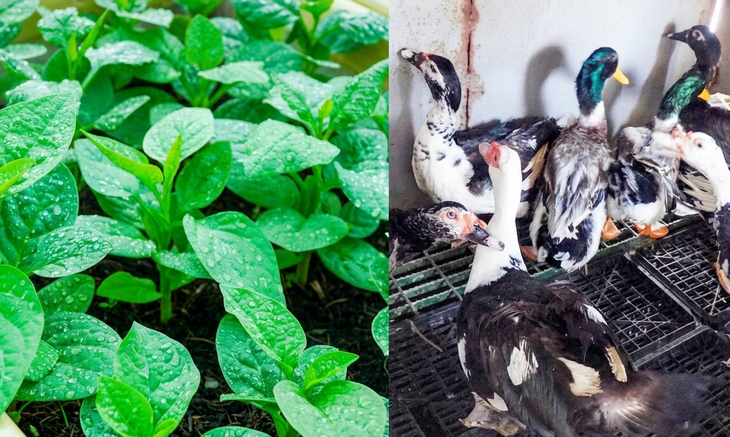 Trồng rau, nuôi gà vịt heo ở nhà giàn DK1/10 giữa trùng khơi - Ảnh 1.