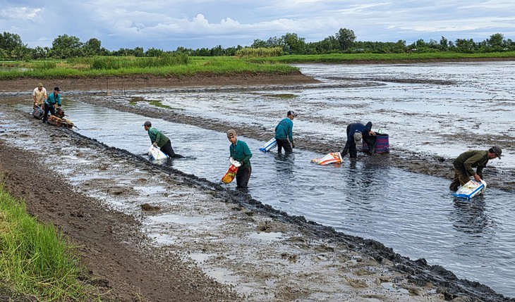 Nông dân An Giang 'thắng lớn' khi nuôi tôm càng xanh luân canh trên đất lúa
- Ảnh
2.