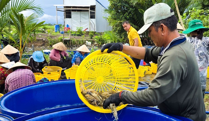 Nông dân An Giang 'thắng lớn' khi nuôi tôm càng xanh luân canh trên đất lúa
- Ảnh
1.