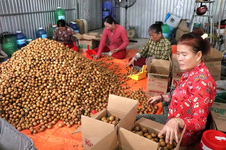 Giá cả đầu ngày: Heo, gà nhập khẩu giá rẻ tràn chợ; Thanh nhãn cuối vụ vẫn đắt, giá dừa giảm - Ảnh 3.