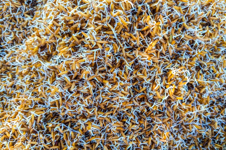 Bữa ăn nông dân miền Tây và Nét văn hóa độc đáo của cơm cấy - Ảnh 2.