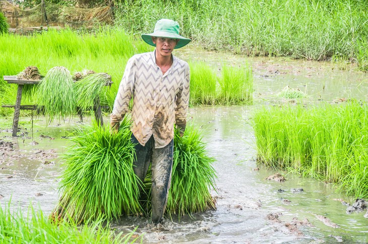 Bữa ăn nông dân miền Tây và Nét văn hóa độc đáo của cơm cấy - Ảnh 4.