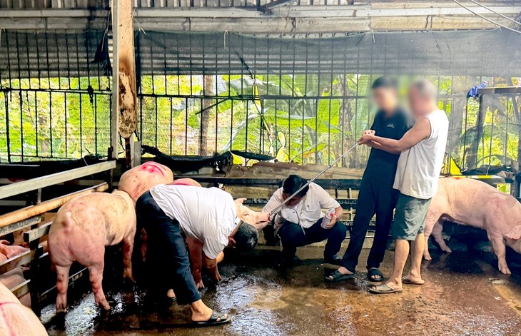 Phát hiện điểm giết mổ heo trái phép ở TP.HCM, tiêu hủy 240kg thịt - Ảnh 2.