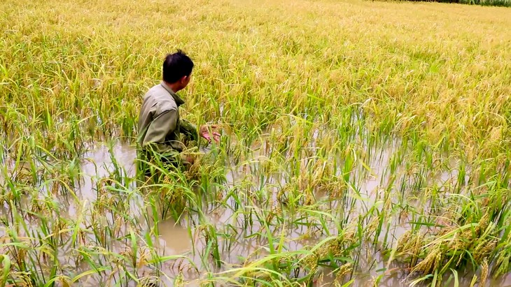 Hơn 4.200 hecta lúa ở Cà Mau bị ngập do mưa lớn kéo dài - Ảnh 1.