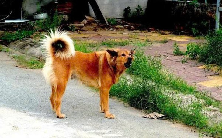 4 người ở Đắk Lắk bị chó mắc bệnh dại cắn - Ảnh 3.