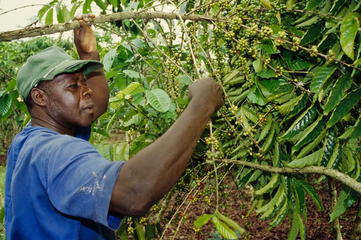 Từ xuất khẩu thô đến Fine Robusta: Cuộc đổi ngôi của Bờ Biển Ngà - Ảnh 2.