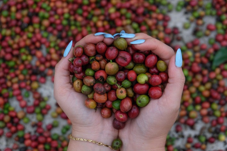 Khám phá “chuẩn hoa hậu” của Robusta - Ảnh 1.