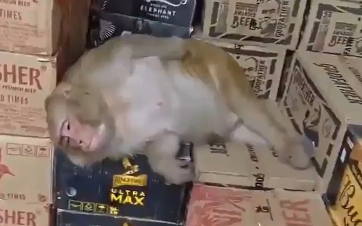 MC đám cưới vượt đèn đỏ được cảnh sát 'tha cho một ngày' - Ảnh 5.
