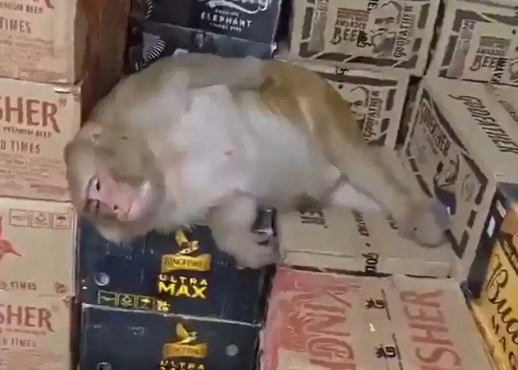 Cô khỉ mang thai uống vodka rồi ngủ quên trong cửa hàng - Ảnh 1.