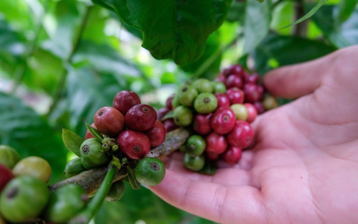 Mời bạn đọc tham gia diễn đàn ‘Làm gì để cà phê Robusta Việt thoát vai 'làm nền'?’ - Ảnh 5.