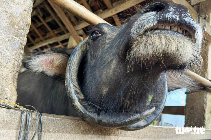 Độc lạ trâu có cặp sừng mọc ngược như đeo 'vòng cổ' ở Buôn Đôn - Ảnh 3.