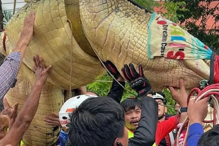 Thái Lan di dời cá sấu nặng 400kg khỏi ngôi chùa ngập nước lũ - Ảnh 1.