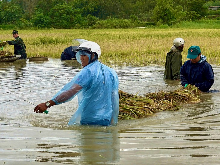 Trồng 2 sào lúa, nông dân ở Đắk Lắk tính lãi 35.000 đồng khiến nhiều người xót xa - Ảnh 4.