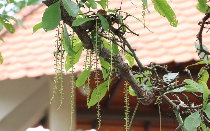 Toà Cần Thơ tuyên buộc Ban Quản lý dự án ODA Cần Thơ trả cho doanh nghiệp hơn 9,9 tỉ đồng tiền san lấp cát - Ảnh 2.