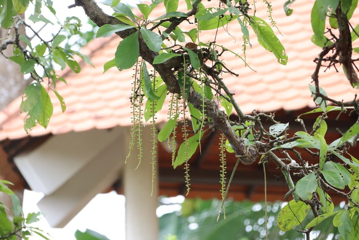 Chiêm ngưỡng cây lộc vừng Cần Thơ hơn 300 năm tuổi giữa lòng Nam Bộ - Ảnh 5.