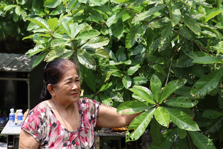Chiêm ngưỡng cây lộc vừng Cần Thơ hơn 300 năm tuổi giữa lòng Nam Bộ - Ảnh 3.