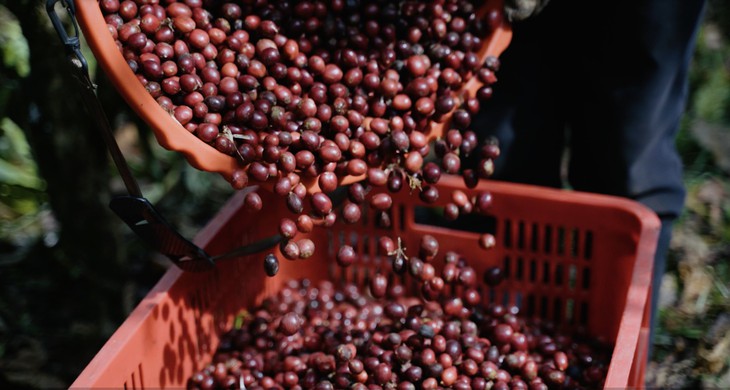  Làm sao để Robusta trở thành ‘Fine Robusta’? - Ảnh 3.