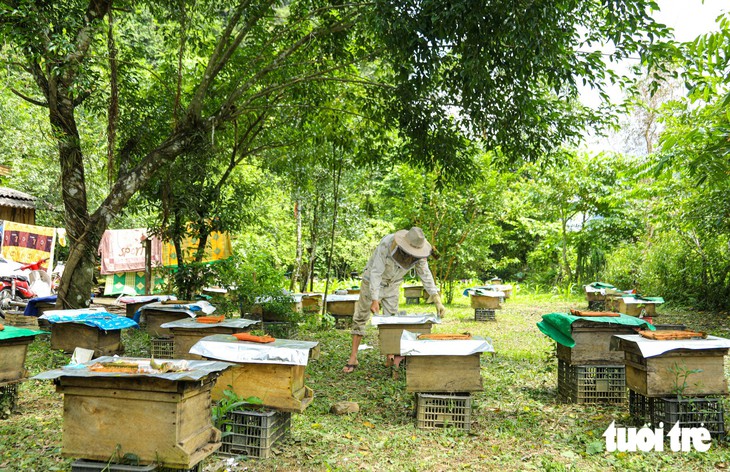 Bí quyết thuần dưỡng ong rừng Trường Sơn giúp người dân kiếm tiền triệu - Ảnh 1.