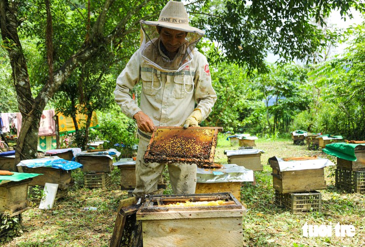 Bí quyết thuần dưỡng ong rừng Trường Sơn giúp người dân kiếm tiền triệu - Ảnh 3.