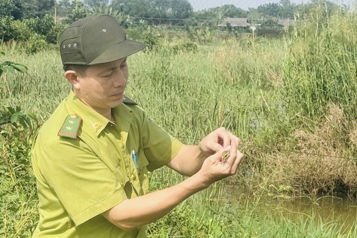 Kiểm lâm TP.HCM đã tháo gỡ 4.300m lưới giăng bẫy chim trời - Ảnh 3.