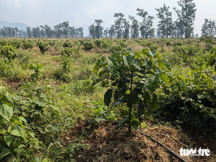 Khởi nghiệp nơi miền đất đỏ, sáng tạo cao Cascara từ vòng tuần hoàn của quả cà phê - Ảnh 1.
