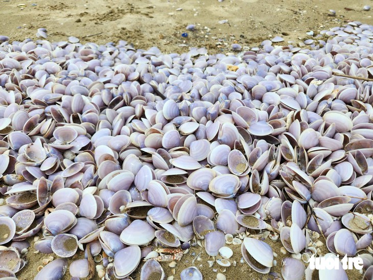 Vỏ ngao tím dạt vào dày đặc trên bờ biển ở Hà Tĩnh - Ảnh 2.