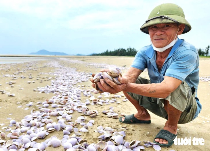 Vỏ ngao tím dạt vào dày đặc trên bờ biển ở Hà Tĩnh - Ảnh 6.