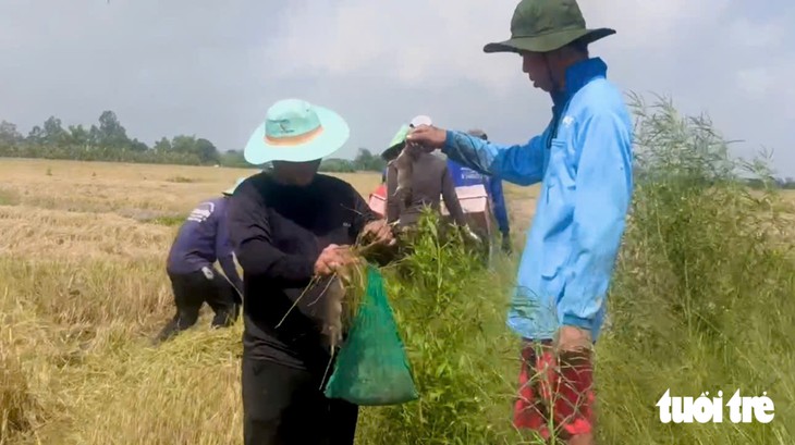 Rủ nhau đi săn chuột đồng vào mùa no lúa miền Tây - Ảnh 7.