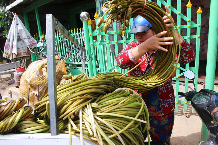 Theo dòng Mekong, 'lời nguyền con rồng' và câu chuyện phát triển - Bài 1: Nơi dòng sông gặp biển - Ảnh 3.