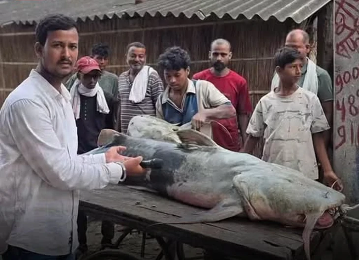 Cá lạ khổng lồ theo dòng lũ Nepal tràn sang Ấn Độ, nhiều người ăn xong đổ bệnh - Ảnh 1.
