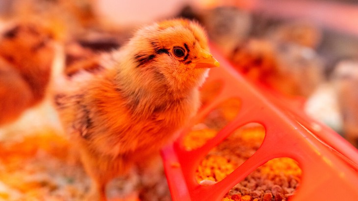 Đưa tia cực tím vào chuồng gà để chặn cúm gia cầm ngay trong không khí - Ảnh 1.