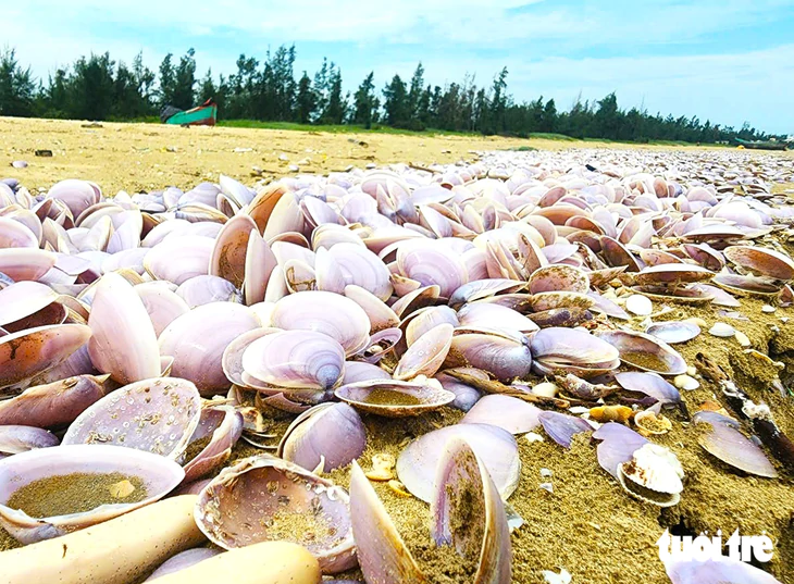 Bộ đội tham gia thu gom hàng tấn vỏ ngao tím trôi dạt vào bờ biển - Ảnh 1.