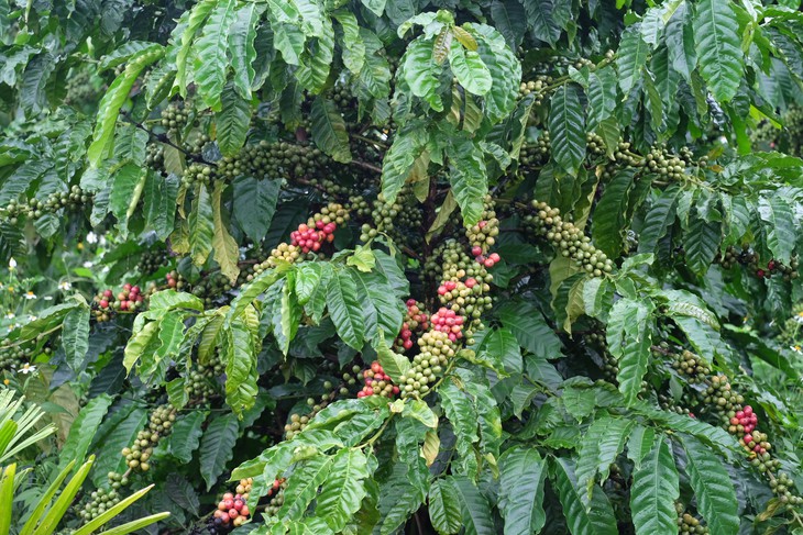 Vì sao Robusta gắn với cà phê hòa tan? - Ảnh 1.