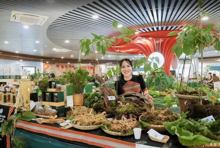 Một doanh nghiệp đề xuất dự án 1.200ha trồng cây quốc bảo sâm Ngọc Linh trên núi cao ở Đà Nẵng - Ảnh 2.