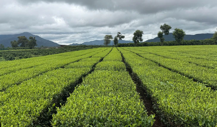 Khởi nghiệp nơi miền đất đỏ, sáng tạo cao Cascara từ vòng tuần hoàn của quả cà phê - Ảnh 1.