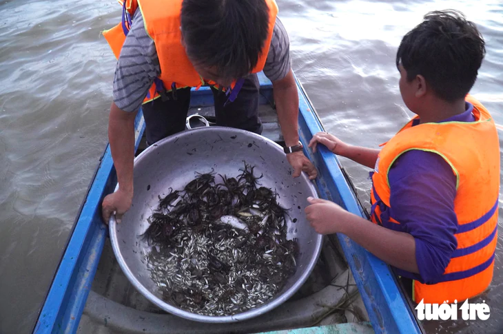 Giá cá linh giảm hơn một nửa so với đầu mùa nước nổi - Ảnh 1.