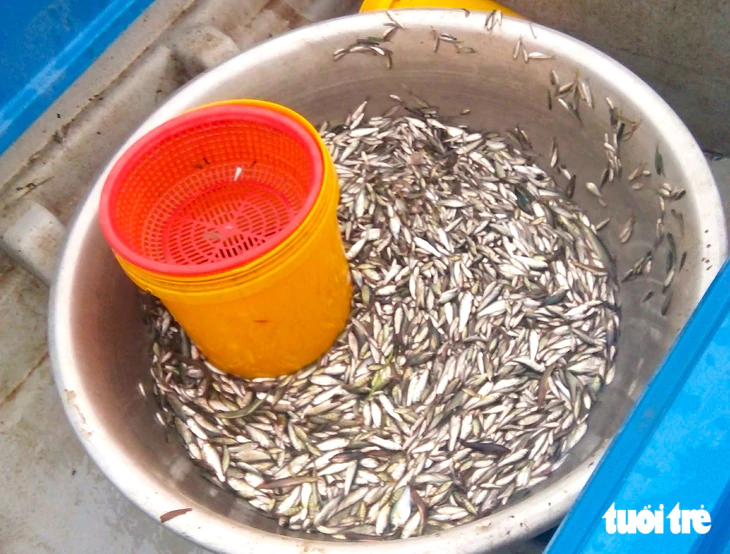 Giá cá linh giảm hơn một nửa so với đầu mùa nước nổi - Ảnh 4.