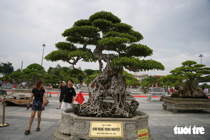 Hơn 400 'siêu cây' bonsai tề tựu về Quảng Ngãi, có cây được định giá 6,3 tỉ đồng - Ảnh 2.