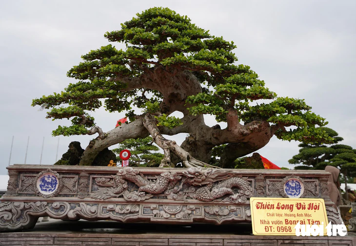 Hơn 400 'siêu cây' bonsai tề tựu về Quảng Ngãi, có cây được định giá 6,3 tỉ đồng - Ảnh 3.