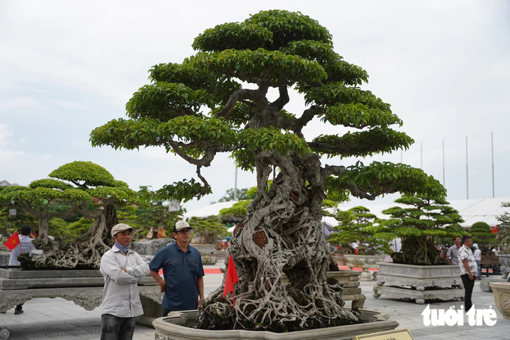 Hơn 400 'siêu cây' bonsai tề tựu về Quảng Ngãi, có cây được định giá 6,3 tỉ đồng - Ảnh 4.