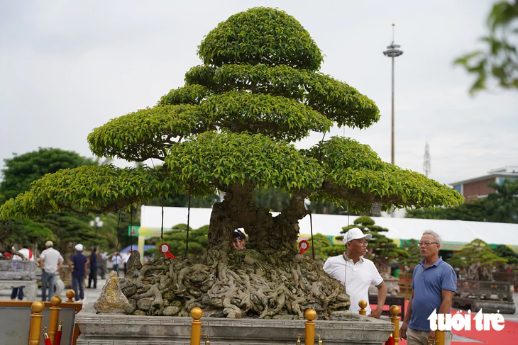 Hơn 400 'siêu cây' bonsai tề tựu về Quảng Ngãi, có cây được định giá 6,3 tỉ đồng - Ảnh 5.